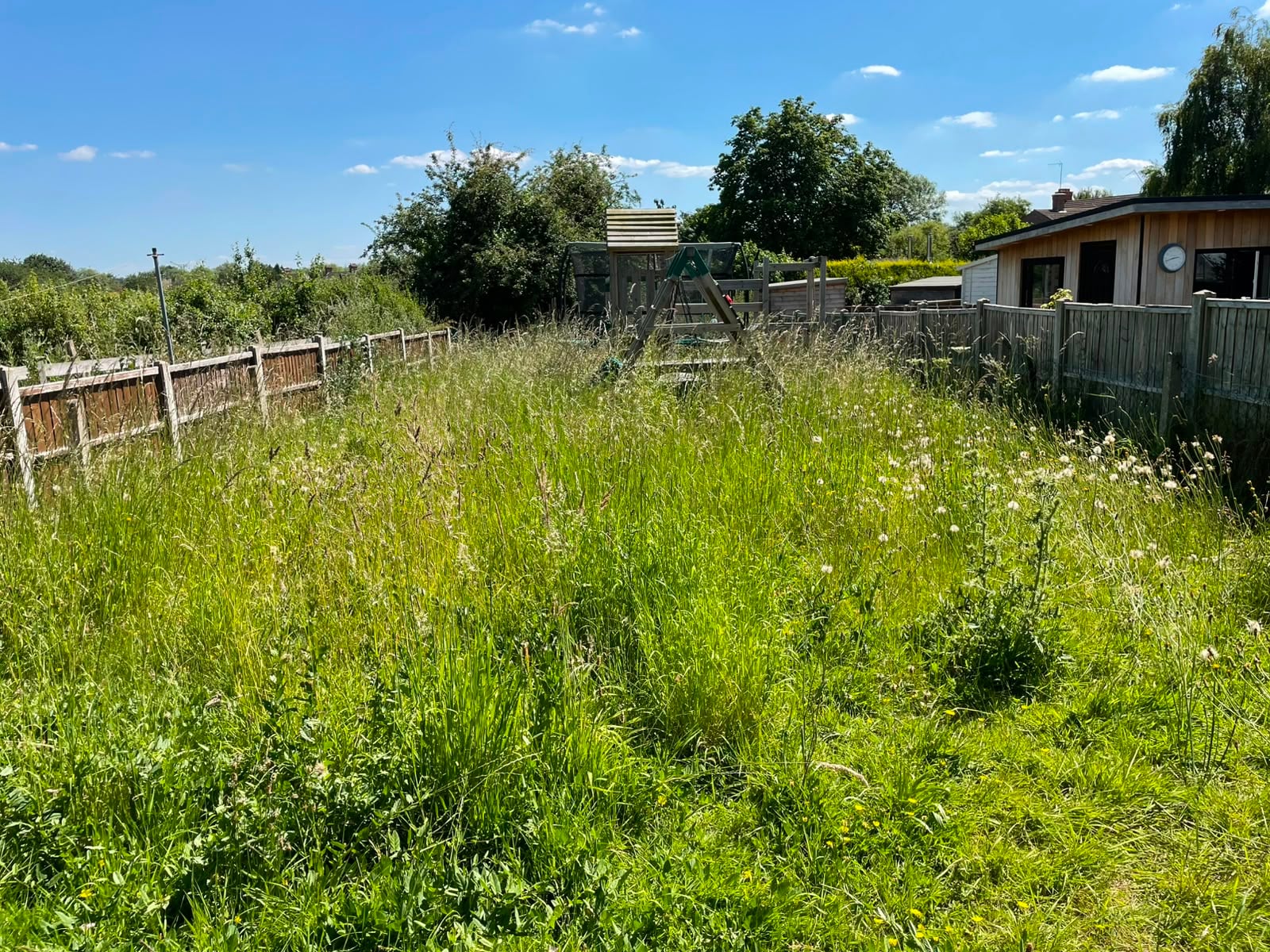 A long back garden lost to knee-high grass gone to seed, with a children’s climbing frame only just visible above it
