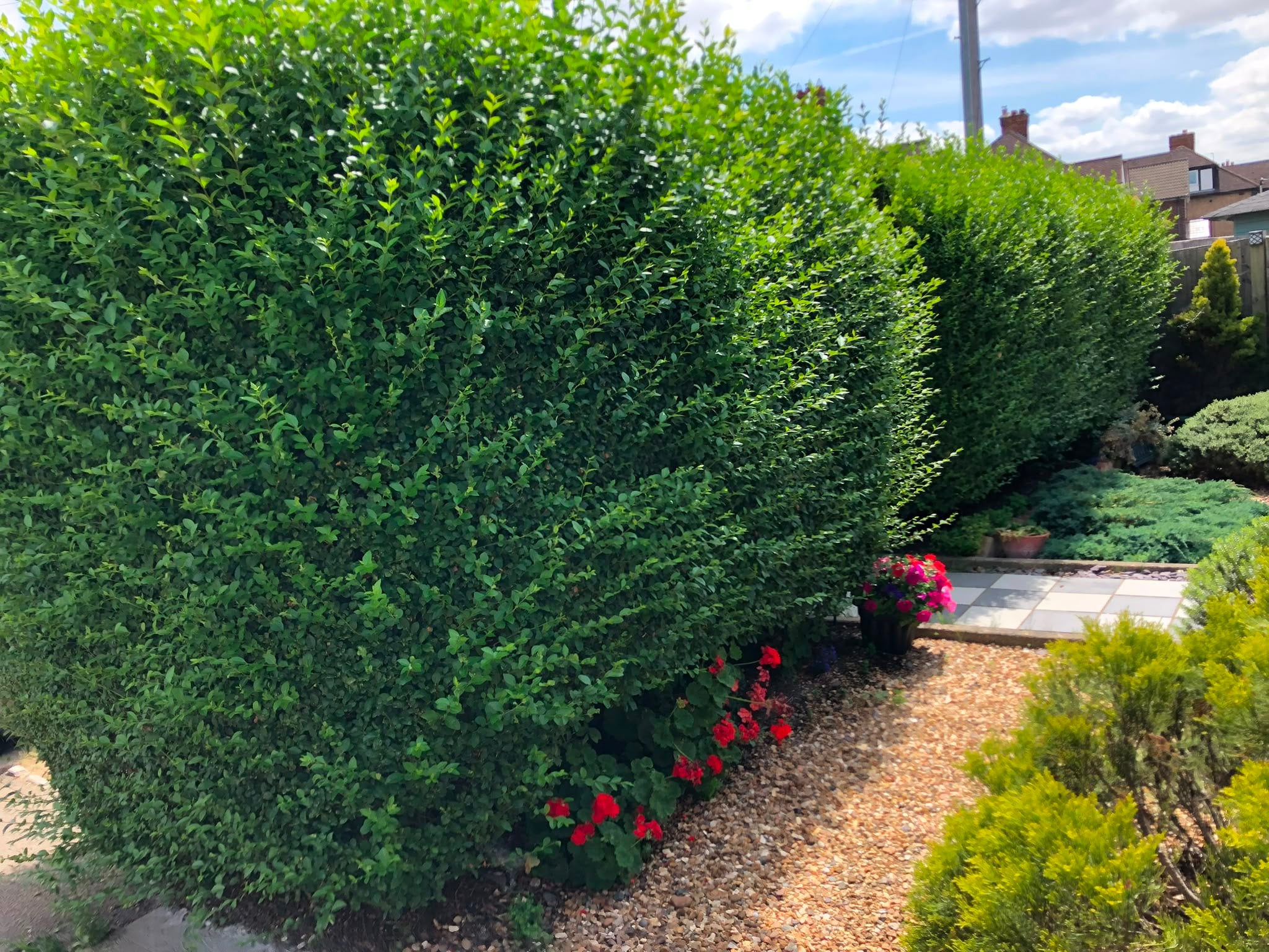A tall privet hedge grown loose and shaggy, spreading out over the gravel path and the flower border beneath it