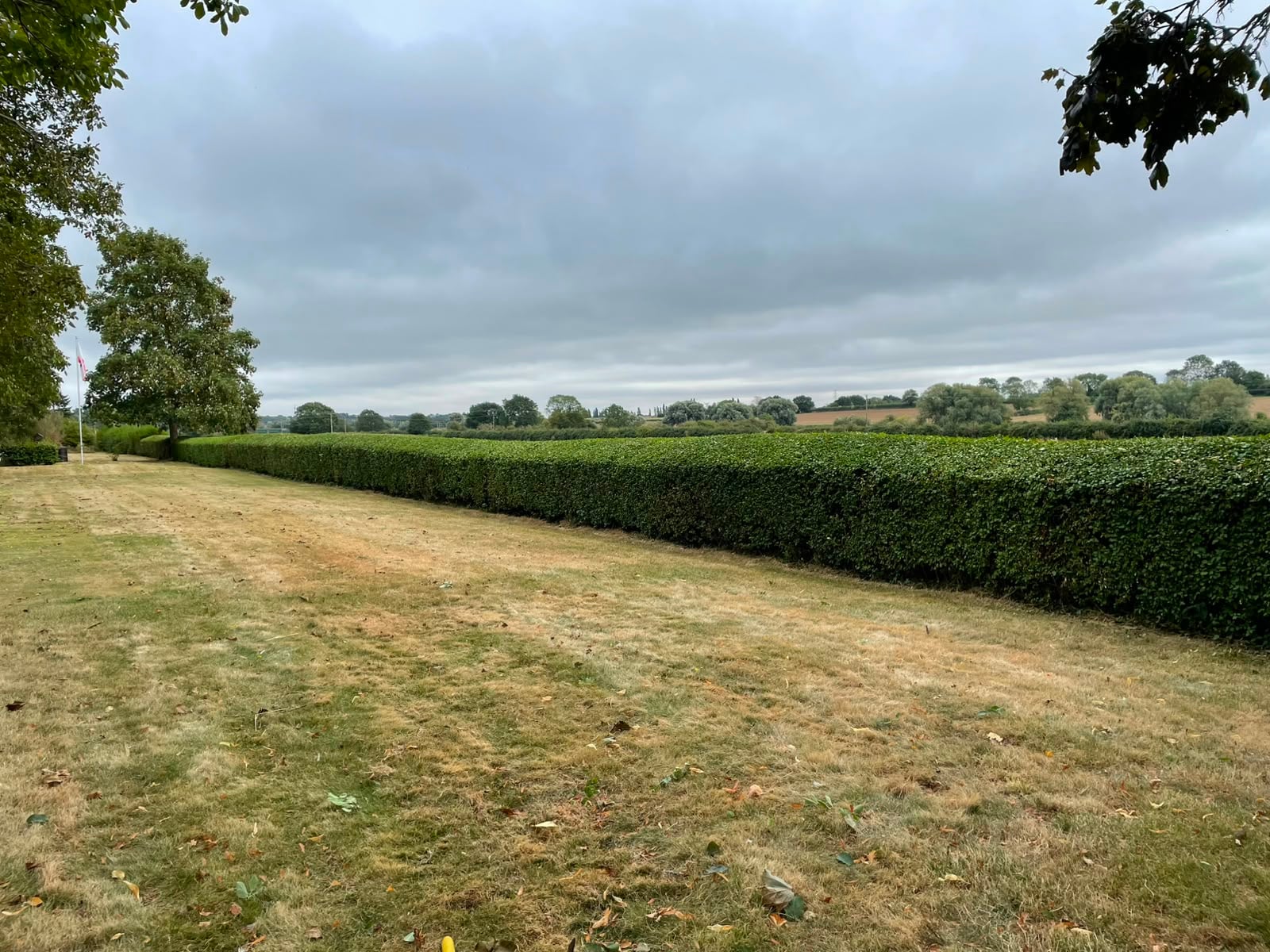 The same hedge cut down to a level height along its whole length, opening the view out across open countryside